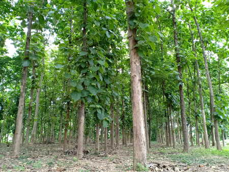 Teak tree planting in temple.の写真素材