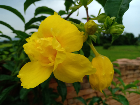 The yellow blossom flower.の写真素材