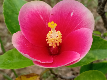 The red flower.の写真素材