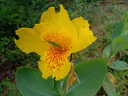 Yellow Canna lilly.の写真素材
