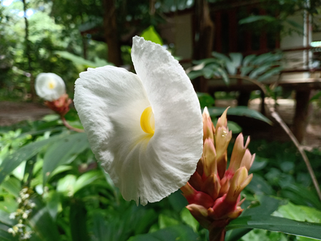 White Flower bouquet.の写真素材