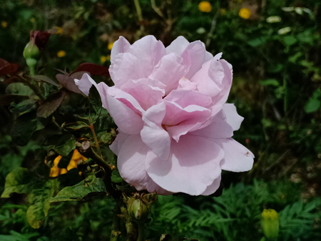 The pink rose.の写真素材