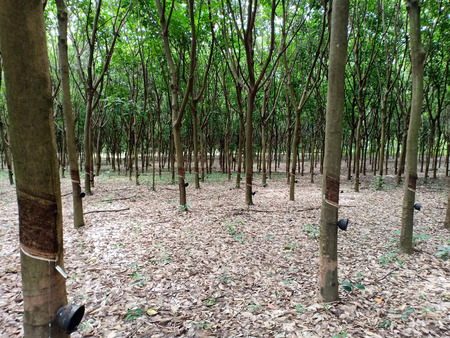 The rubber plantation.の写真素材