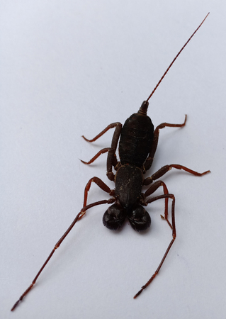 A Whip scorpion.の写真素材