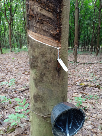 Slit on rubber trees.の写真素材