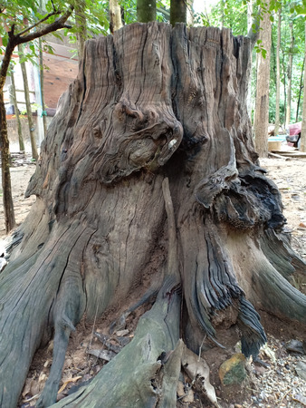 A Dead stump.の写真素材