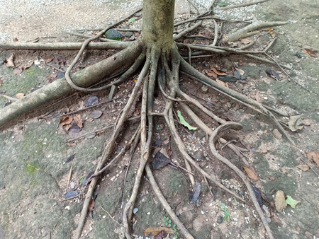 The roots of tree.の写真素材