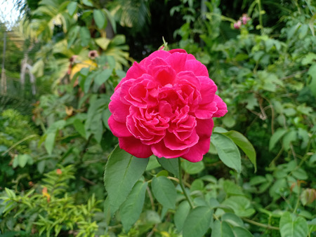 The pink rose.の写真素材