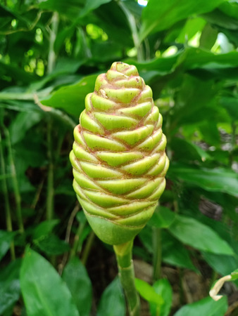 Flower of wild ginger.の写真素材