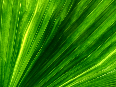 Close up palm leaves.の写真素材
