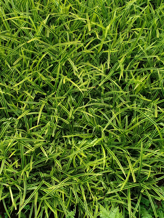 Pattern of Ornamental plants leaves.の写真素材