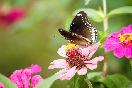 Butterfly insect wings are beautiful and delicate.の写真素材