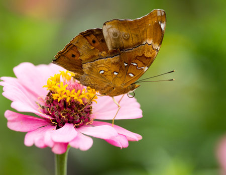 Butterfly insect wings are beautiful and delicate 