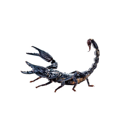 Black scorpio on white isolated