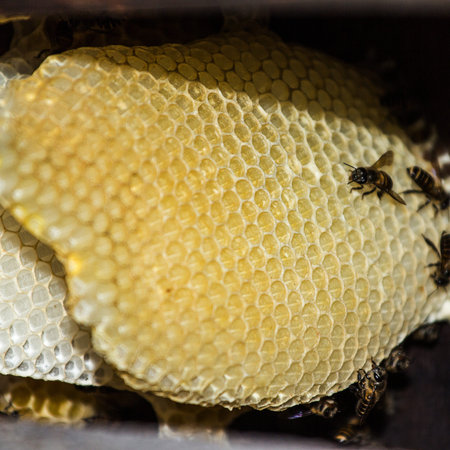 Honeycomb build new lives in the home of natural beauty 