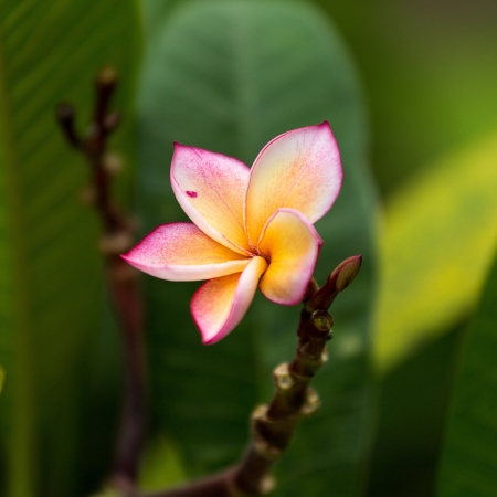 red frangipani flowers の写真素材