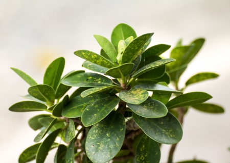 Leaves twigs  green  yello  beautiful  suitable for a background の写真素材