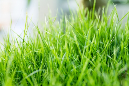 Is softer green grass and beautiful の写真素材