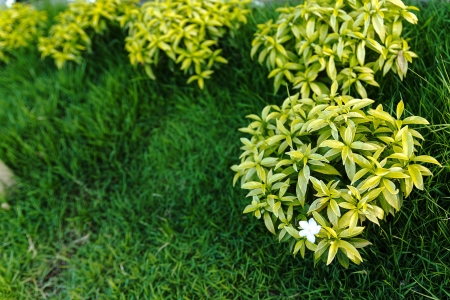 Park with a small flower-bush and bench の写真素材