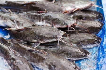 Fish were immersed in ice. To sell in the market.の写真素材