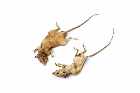 Dead rat isolated on white background の写真素材