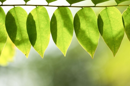 Star Gooseberry leaves  on a natural background の写真素材