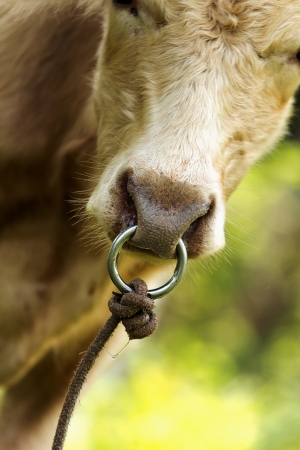 Nozzle rings for tying the rope to tie cow の写真素材