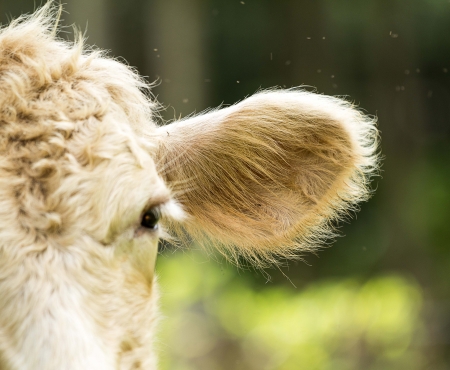 Ear of a calf, closeup の写真素材