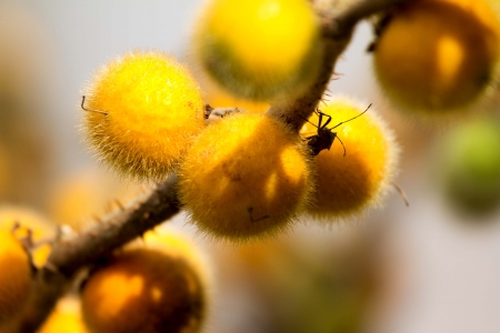  Solanum, Bolo Maka  on plant の写真素材