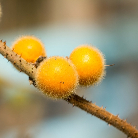  Solanum, Bolo Maka  on plant の写真素材