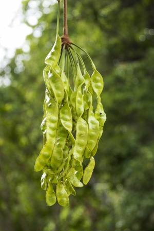 Bitter bean, Twisted cluster bean, Stink bean (Parkia speciosa) is a perennial plant in the pea family.の写真素材