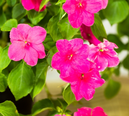 Busy Lizzie flowers beautiful pink の写真素材