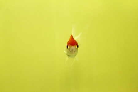 Goldfish in cabinets pets の写真素材