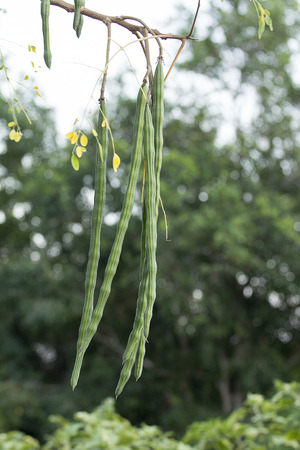 Drumstick yield unto  or  Moringa oleifera の写真素材