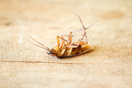 Dead cockroaches on the floorの写真素材