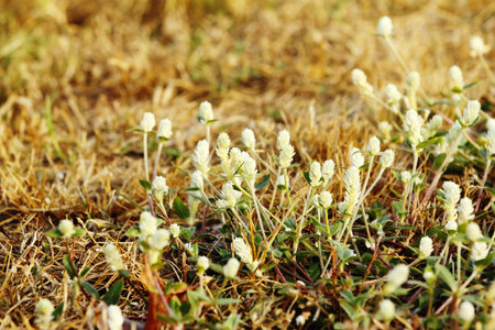 Wild globe everlasting flower growing growth objectives on the grass in the dry season 