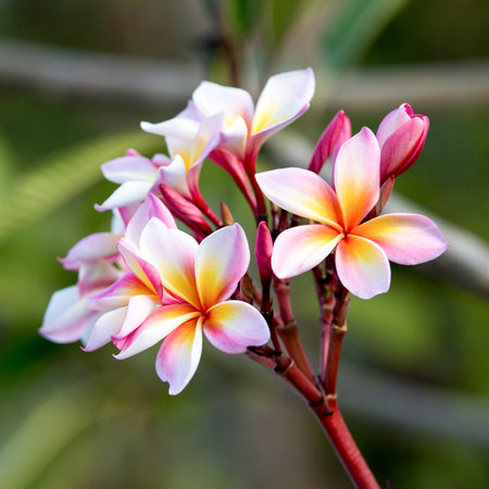 White and yellow frangipani flower の写真素材