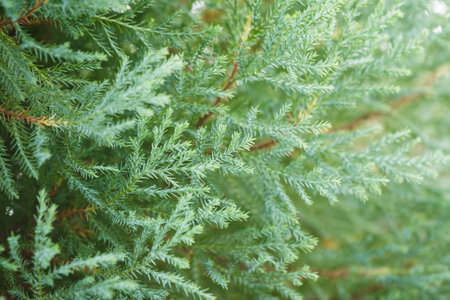 Close up of pine branches 