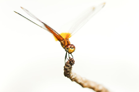Golden dragonfly on the branch in the morning の写真素材