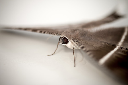  The beautifully colored mothsの写真素材