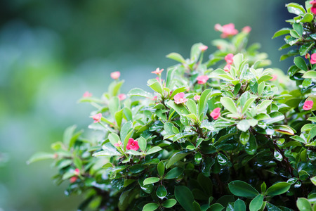 Crown of thorns flowers , Euphorbia milli Desmoul の写真素材