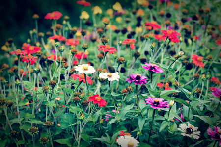  zinnia flowers with vintage filter effect の写真素材