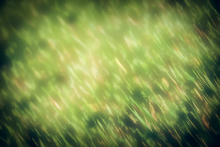 Taken to blurred grass For the backgroundの写真素材