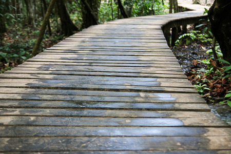 Wood  pathway in the parkの写真素材