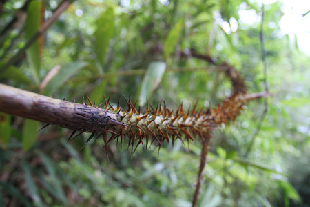 Rattan that grow in the wild.の写真素材
