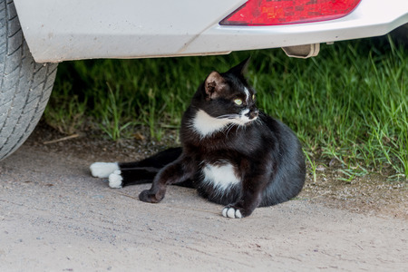 Cat sitting under the car の写真素材