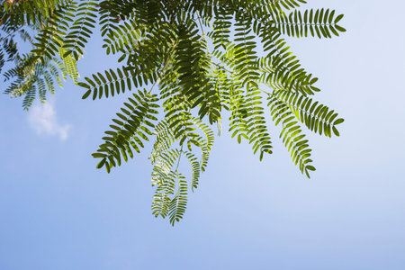 Branches of the background sky and clouds 