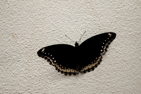  Butterfly on the wall の写真素材