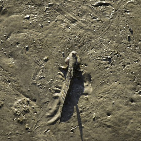 Mudskipper or Amphibious fishの写真素材