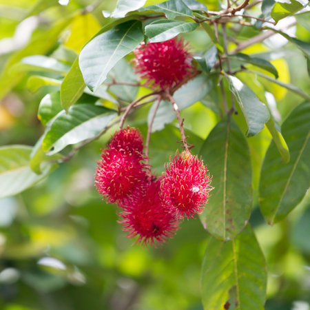 Rambutans on the branchの写真素材